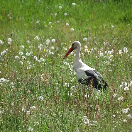 Apartmán Spreeidyll *